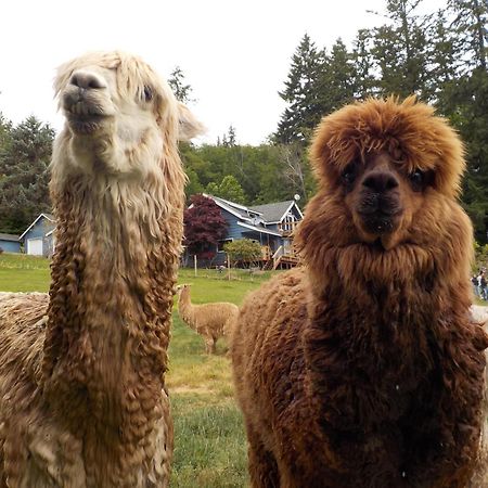 Oceanfront Studio/Loft: Alpacas, Oysters & Kayaks 셸턴 외부 사진