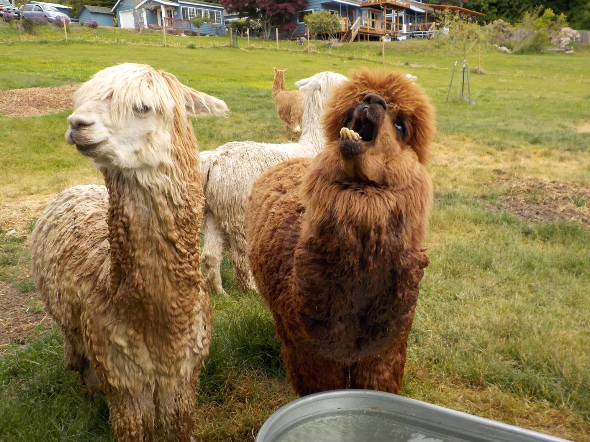 Oceanfront Studio/Loft: Alpacas, Oysters & Kayaks 셸턴 외부 사진
