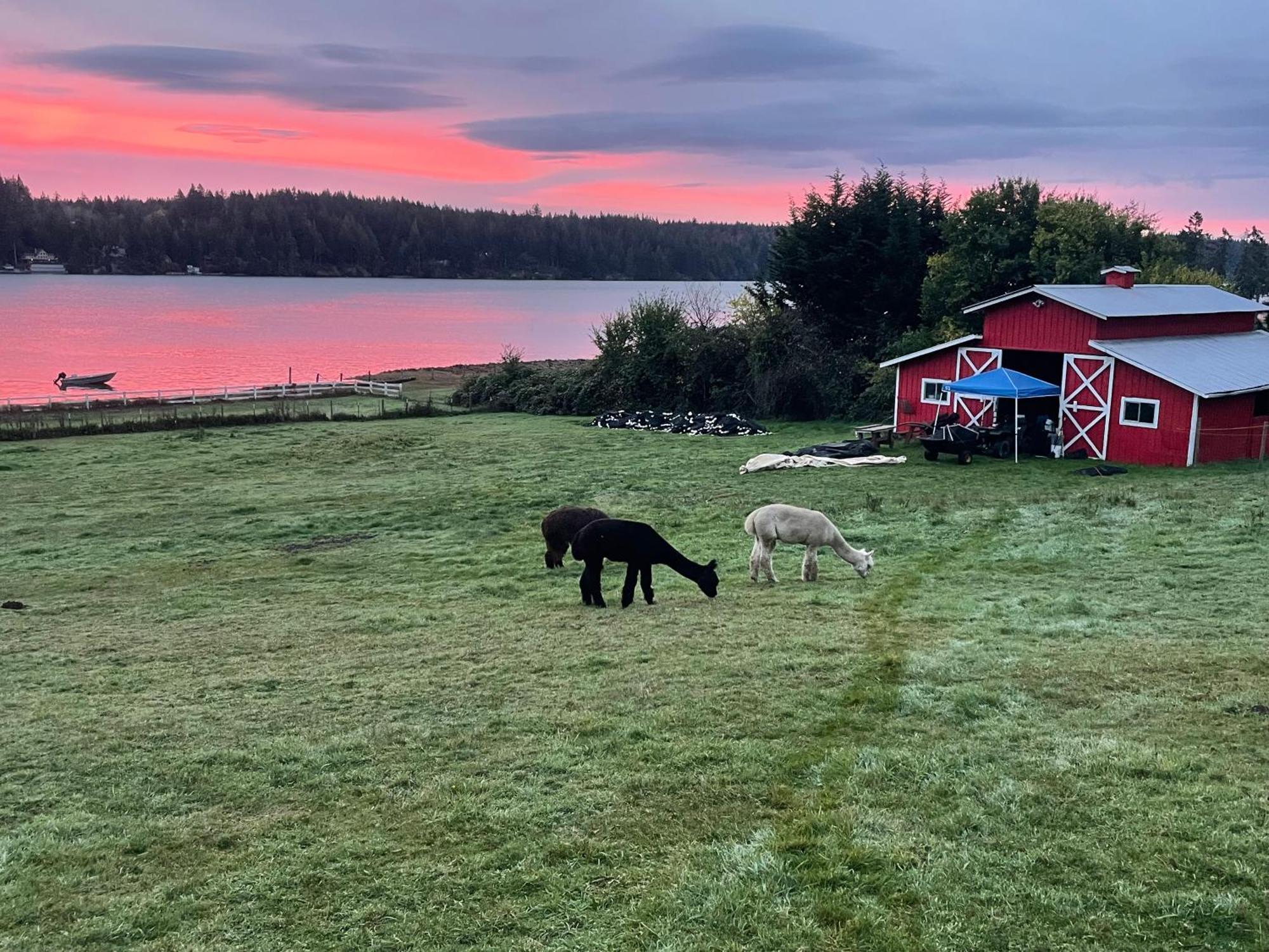 Oceanfront Studio/Loft: Alpacas, Oysters & Kayaks 셸턴 외부 사진