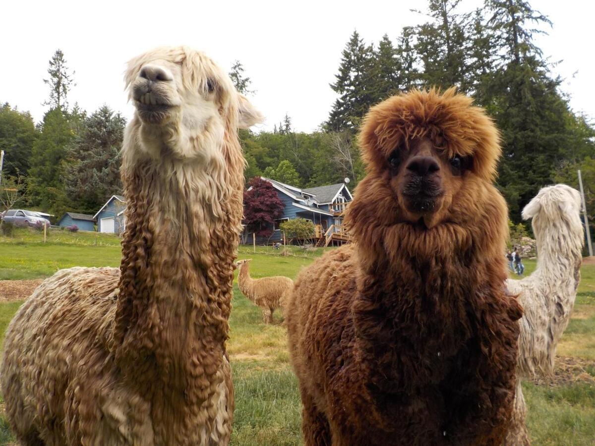 Oceanfront Studio/Loft: Alpacas, Oysters & Kayaks 셸턴 외부 사진